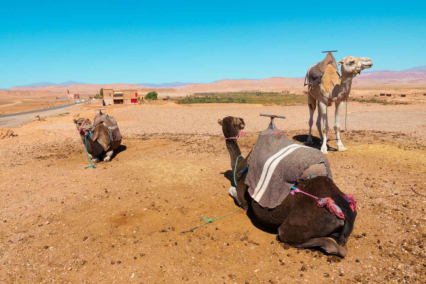 getyourguide marrakech | explore the atlas mountains on a camel ride