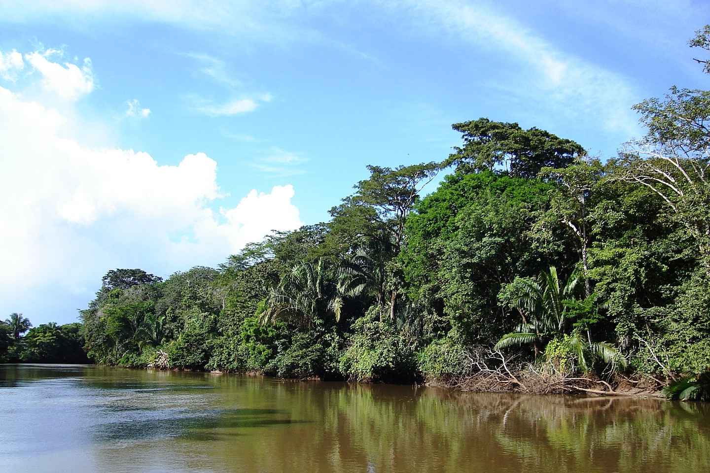 discover the beauty of tempisque river's wetlands