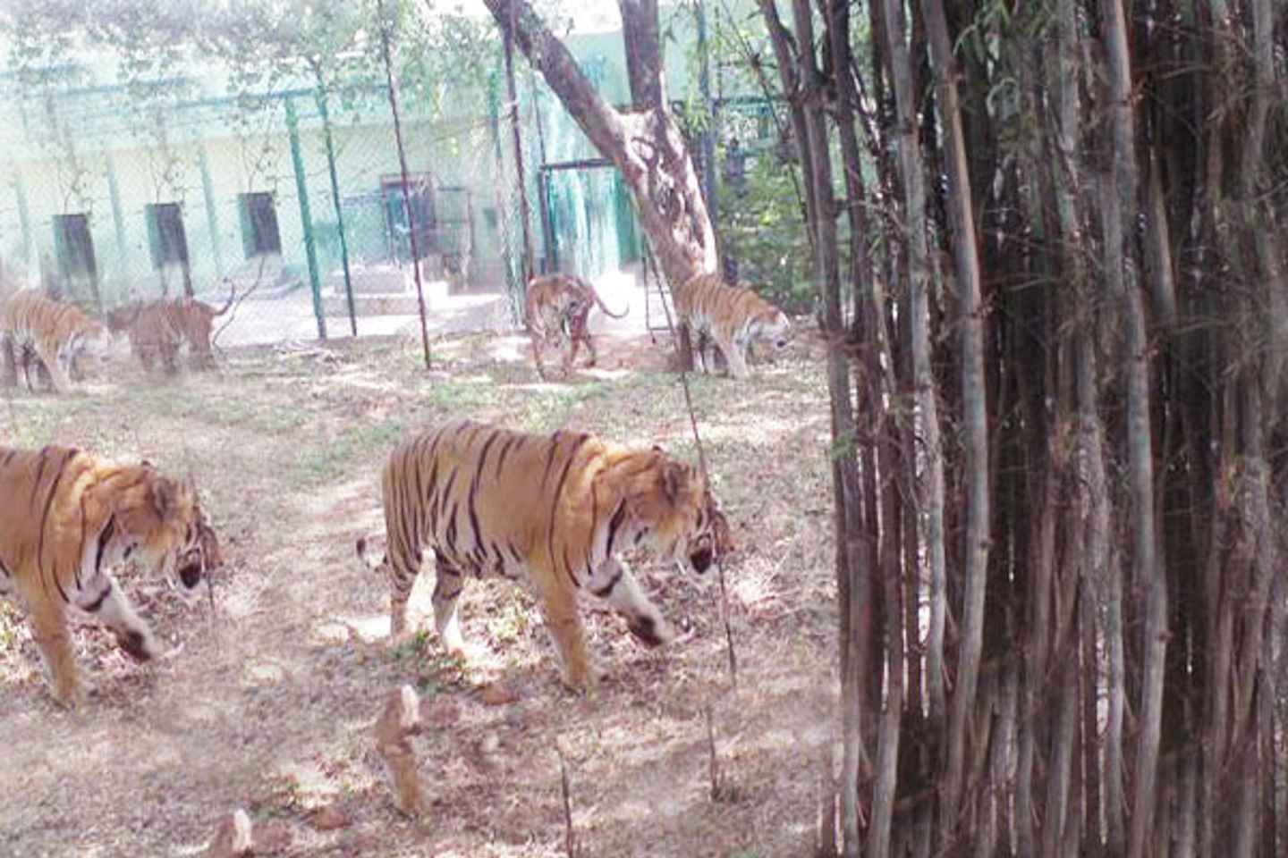 guide to bannerghatta national park | skip the lines with a private, all-inclusive tour