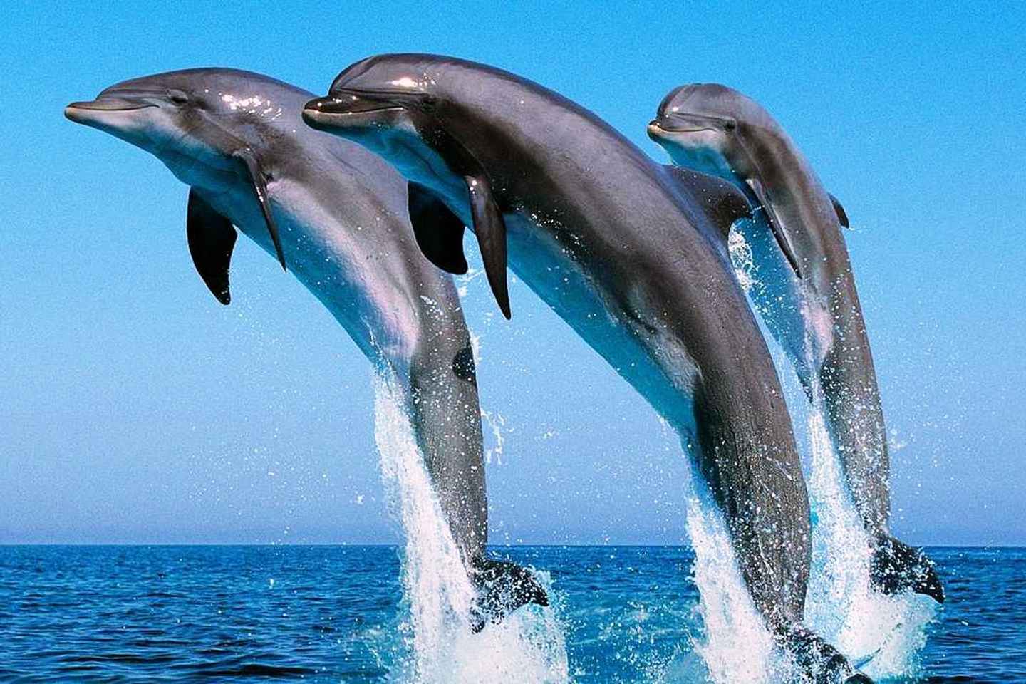 play with dolphins
