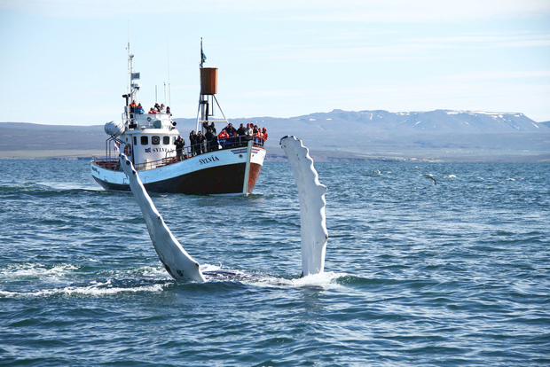Da Húsavík: tour tradizionale con avvistamento balene