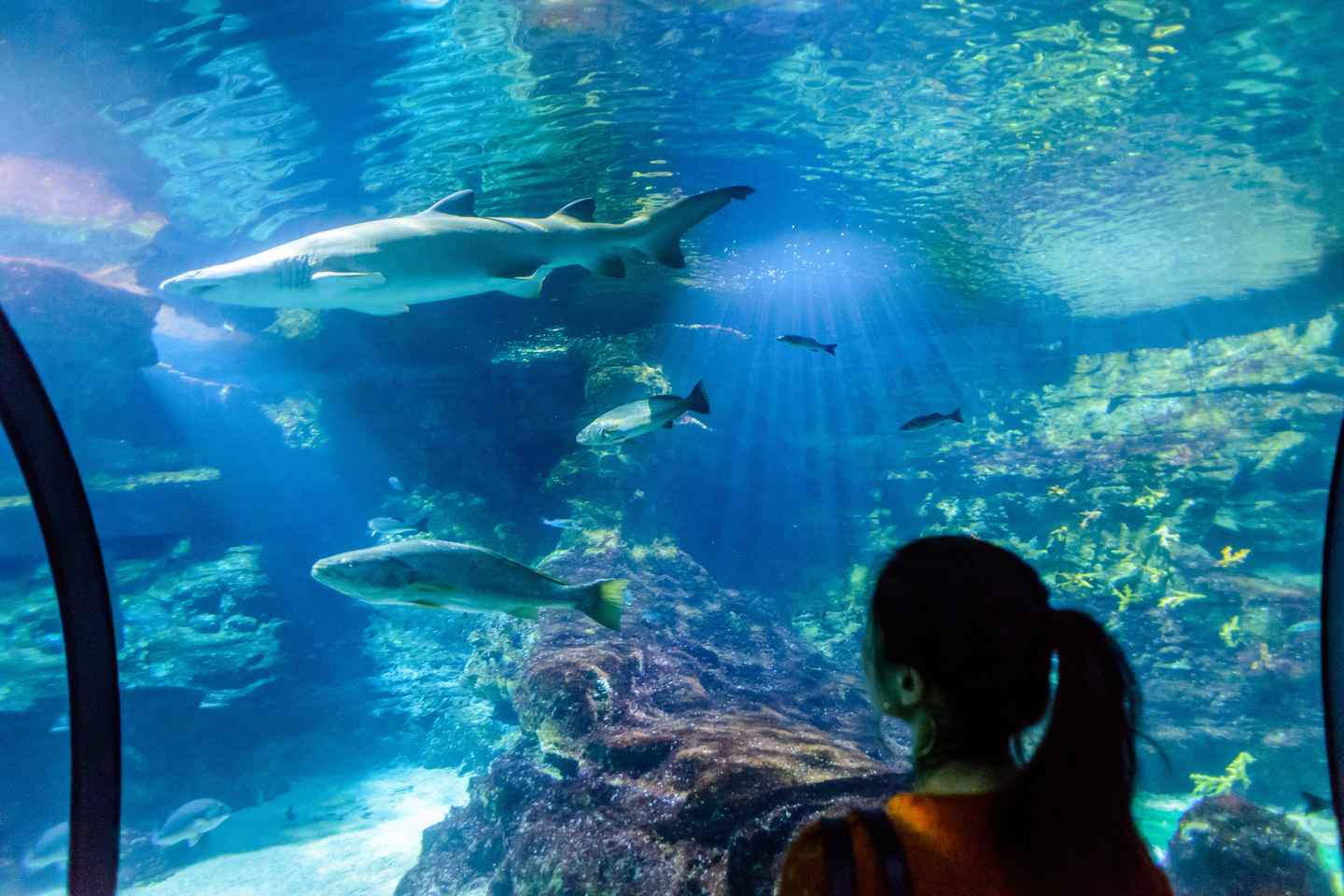 48 hours in barcelona | day 2: late morning - visit aquarium barcelona