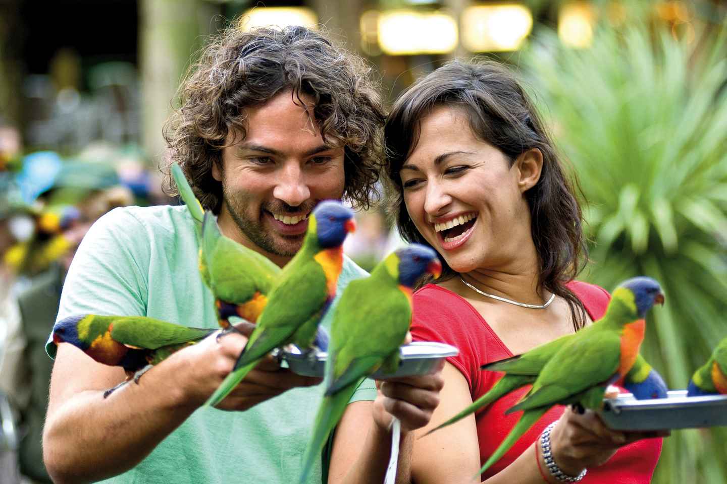 things to do alone in gold coast | feed the birds at currumbin wildlife sanctuary