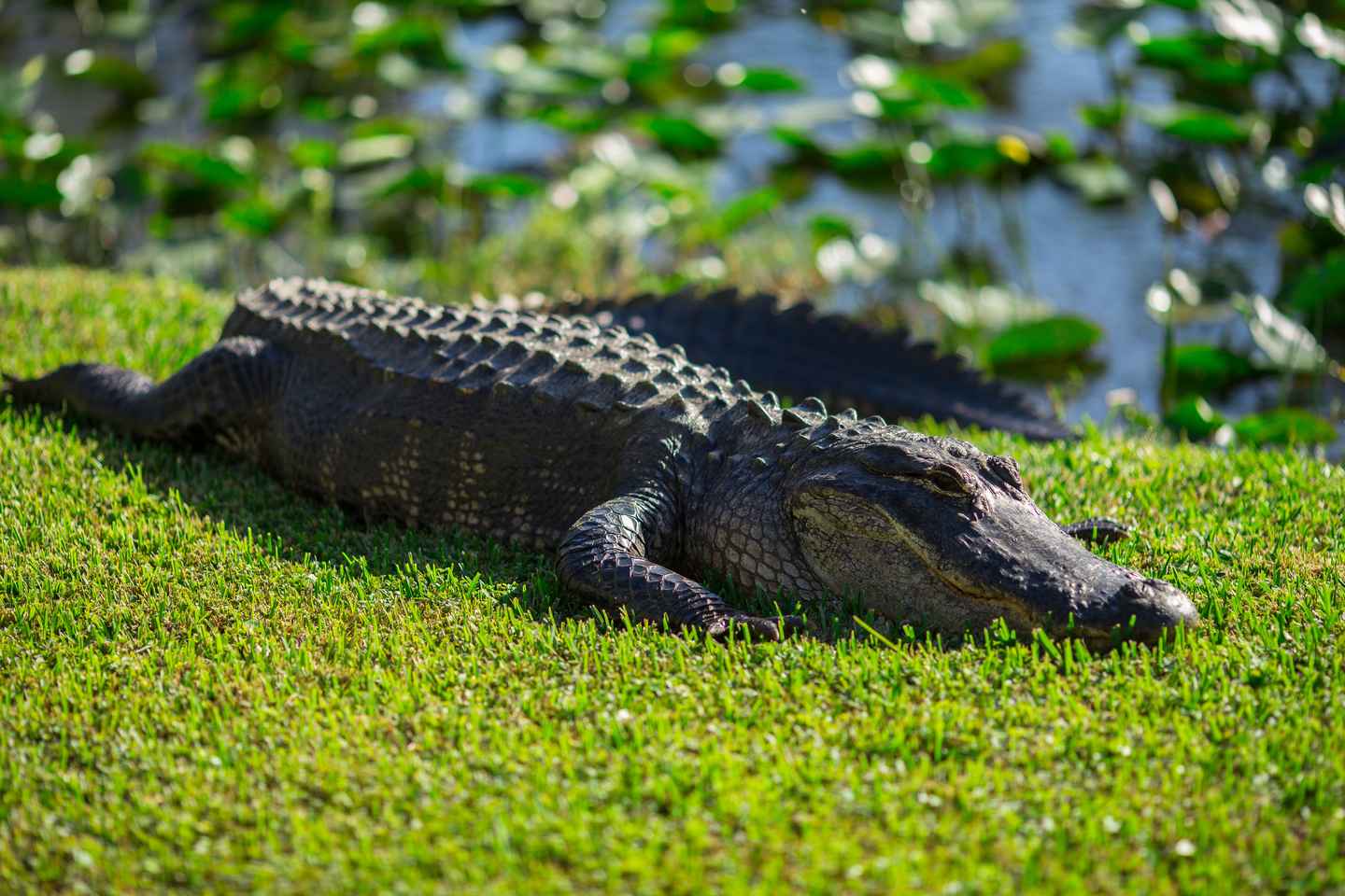 everglades national park