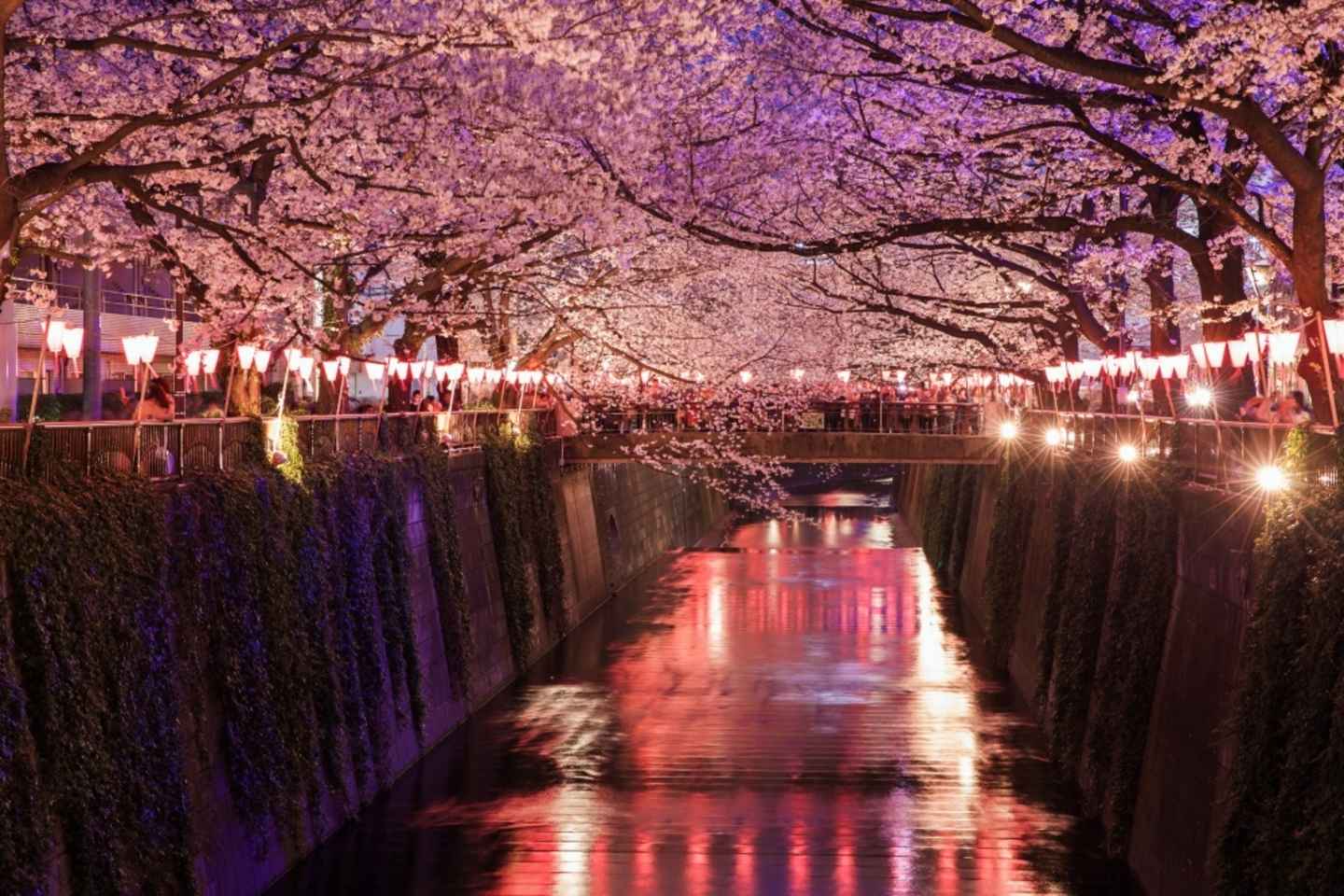 hanami party – cherry blossom viewing