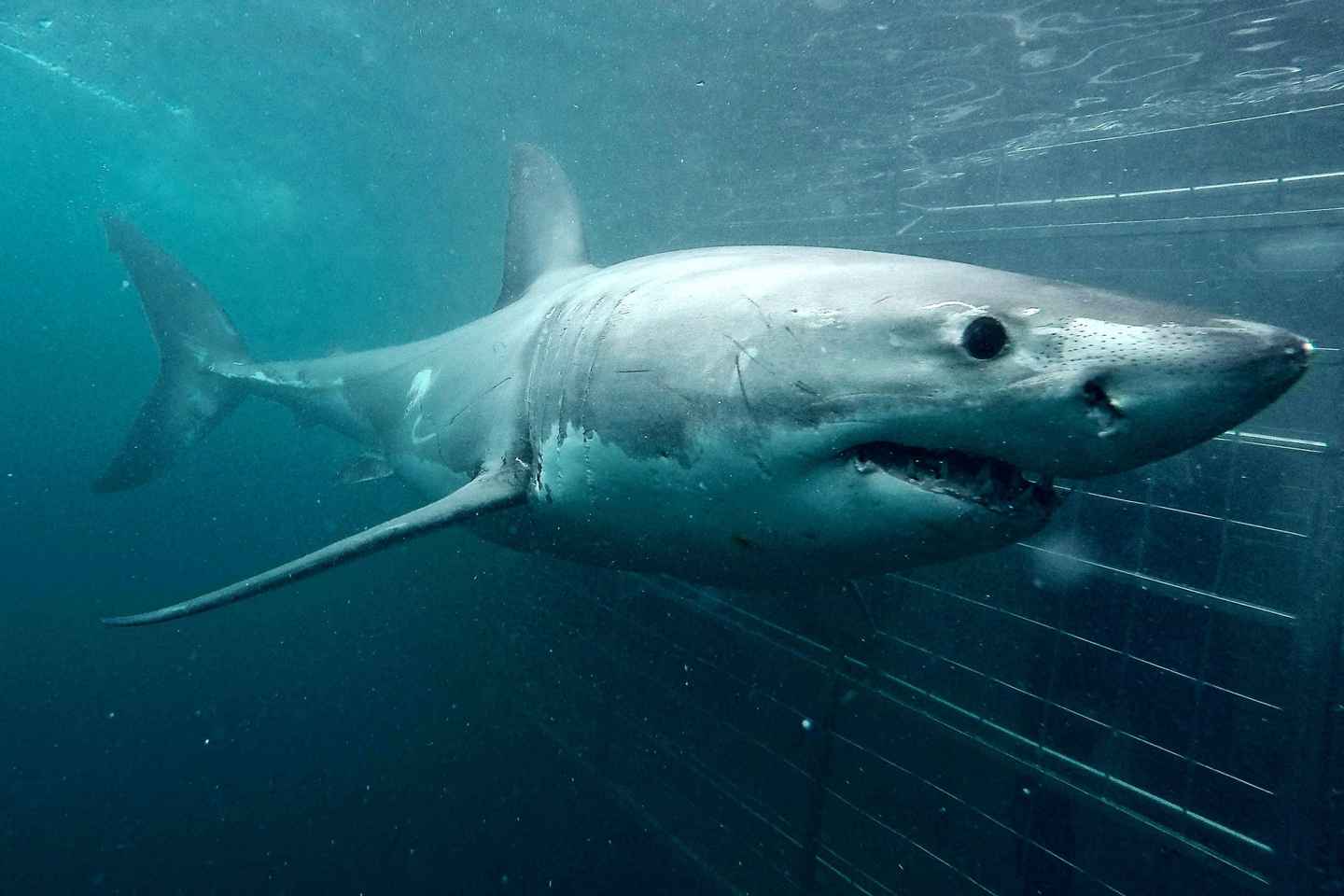 experience the thrill of shark cage diving in gansbaai