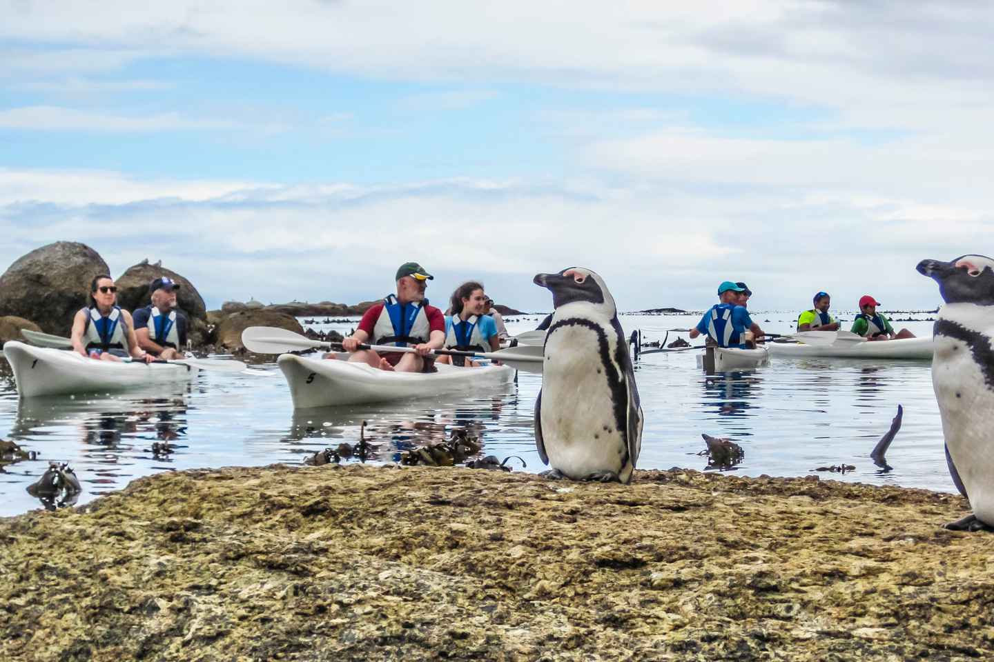 go kayaking in boulders beach penguin colony