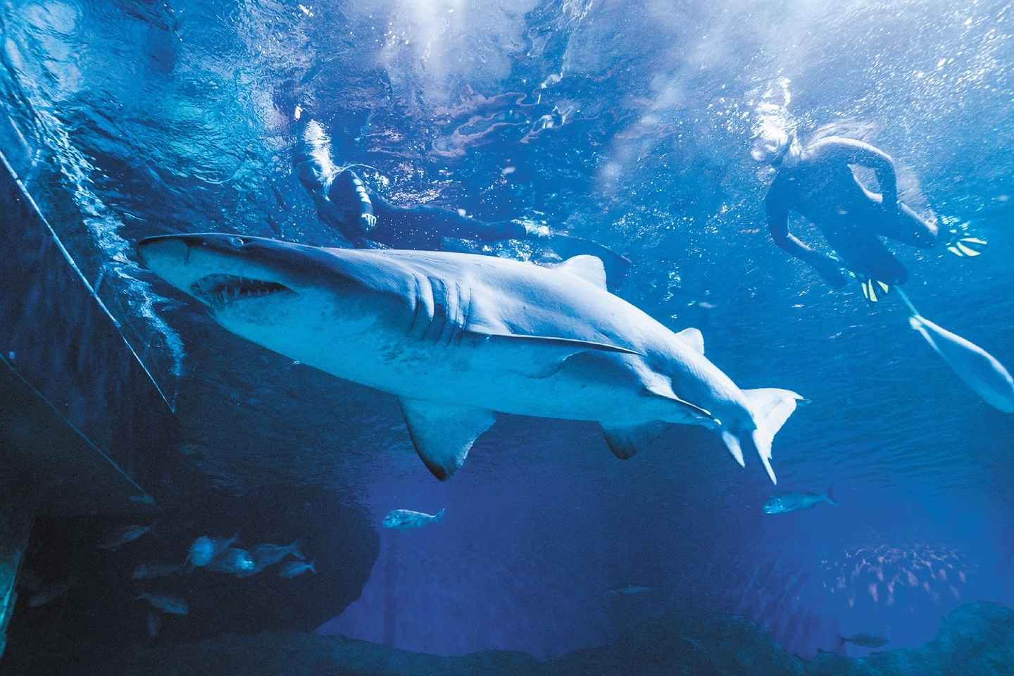 things to do alone in perth | diving with sharks and admission to aqwa