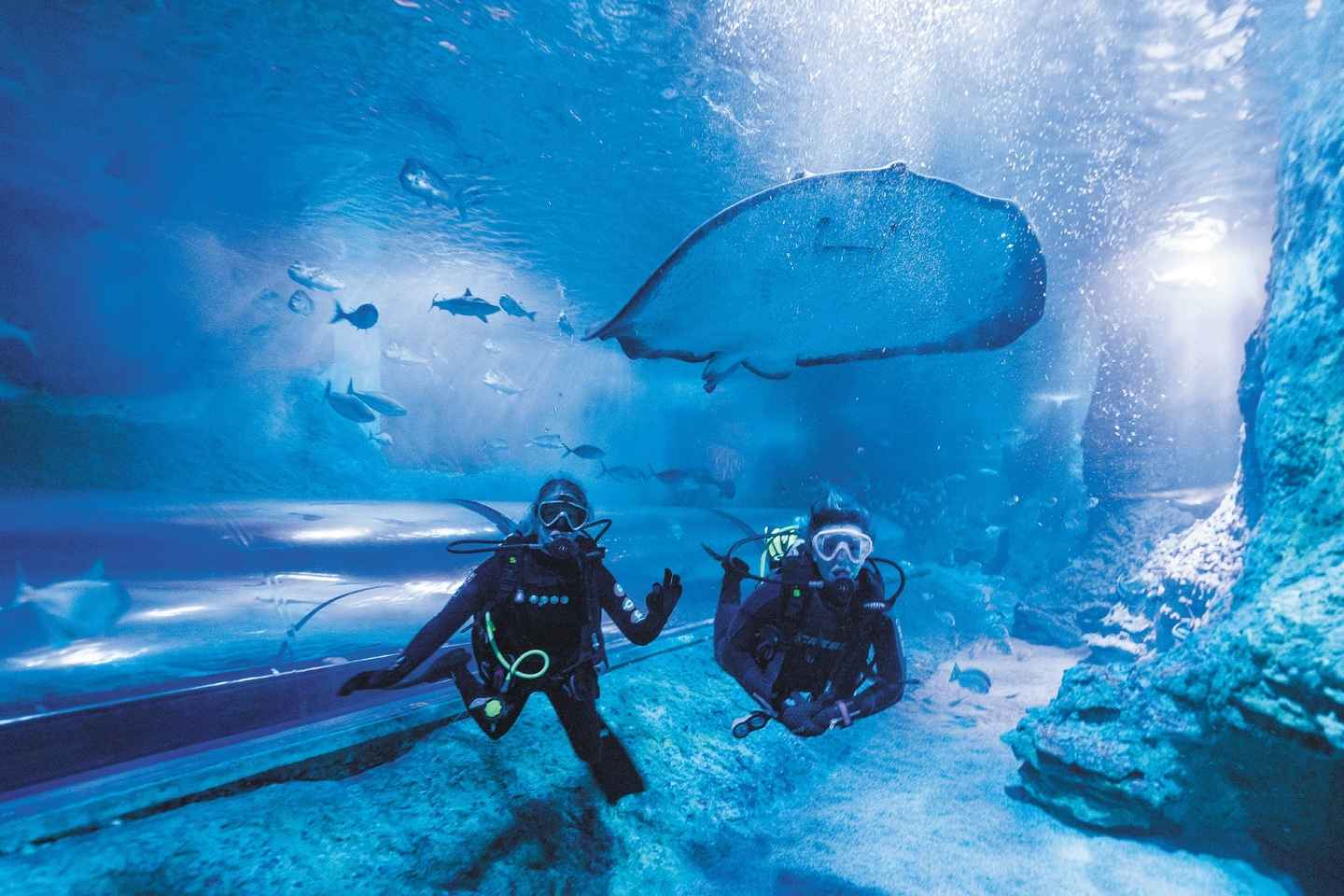 things to do alone in perth | diving with sharks and admission to aqwa