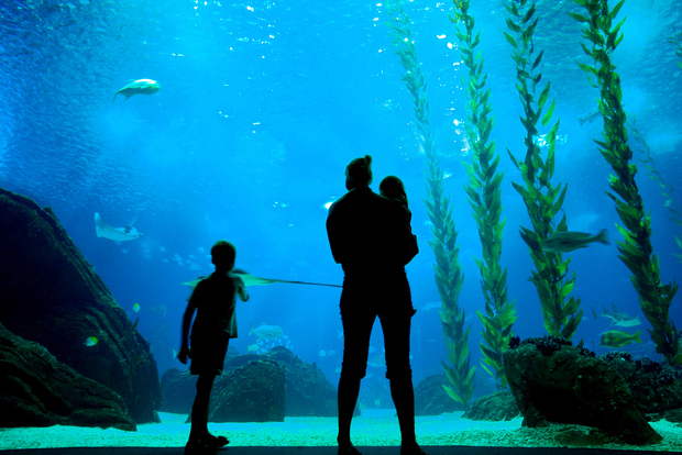 Lisbona: Oceanário e pass da 48 ore sull'autobus turistico
