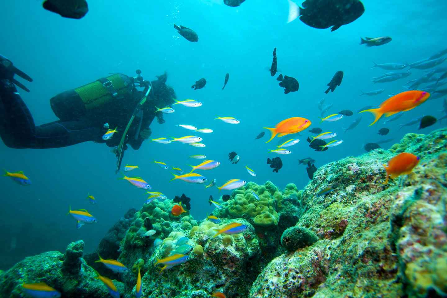 indulge in scuba diving and explore the underwater world