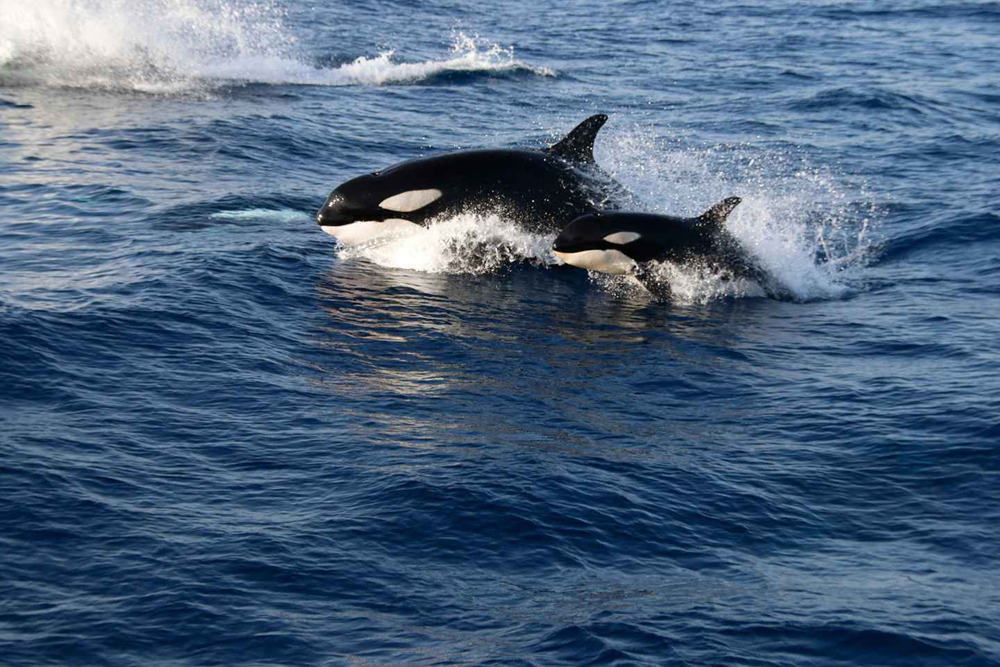 things to do in tarifa spain | whale watching tarifa