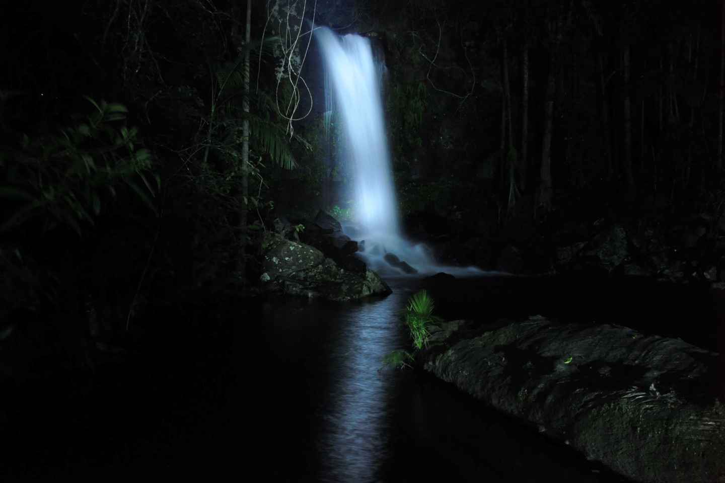 things to do in the gold coast at night | witness glow worms in an evening rainforest adventure