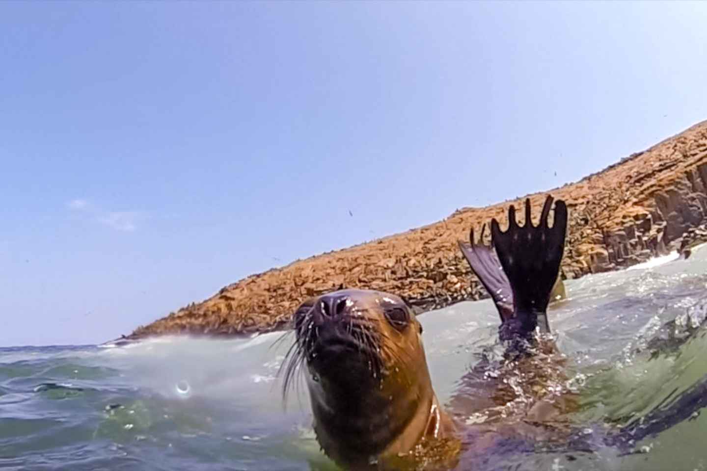 day trips from lima | palomino islands