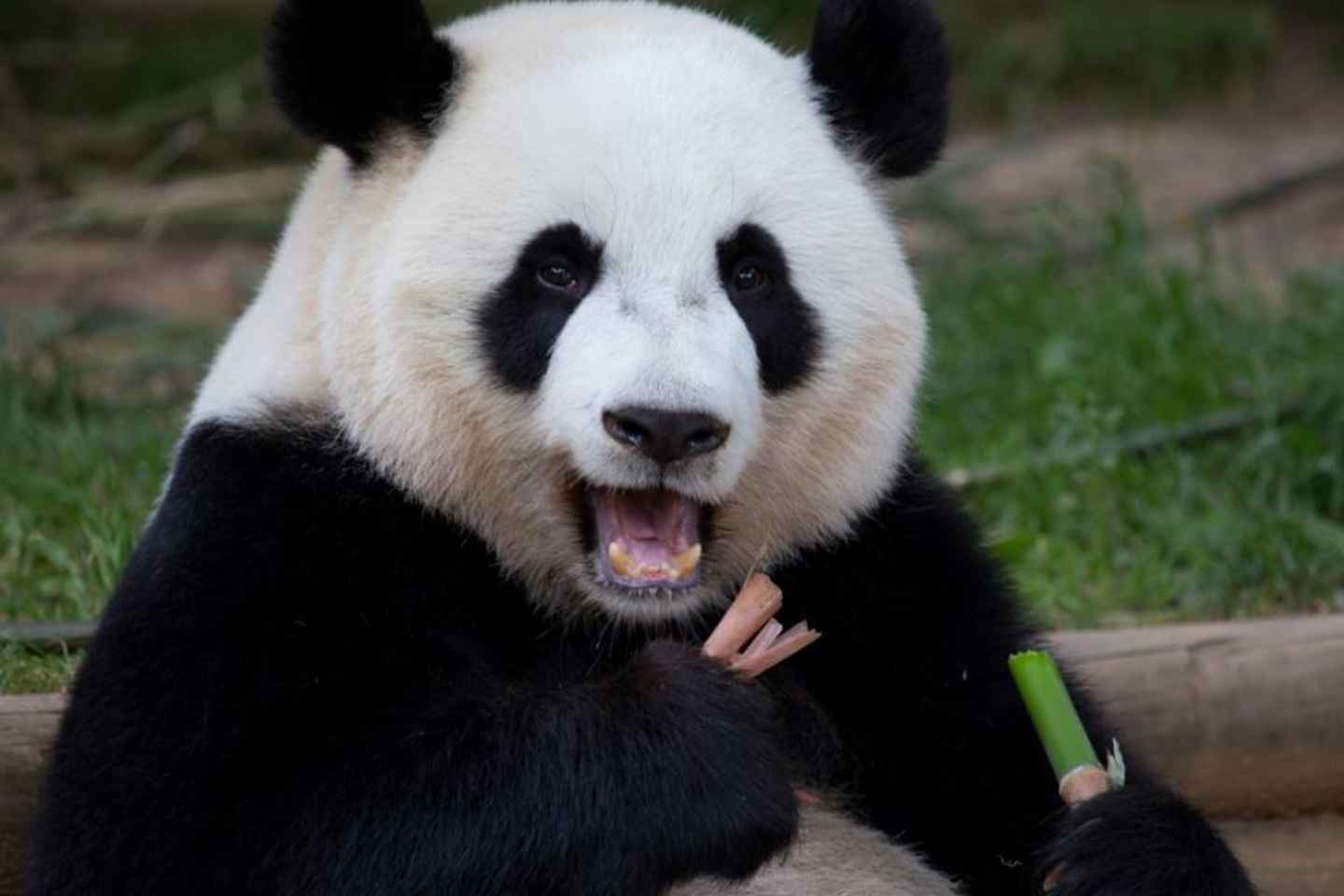 what to do in atlanta: {{trip101_paragraph_count}} things to do in the capital of georgia, us | zoo atlanta
