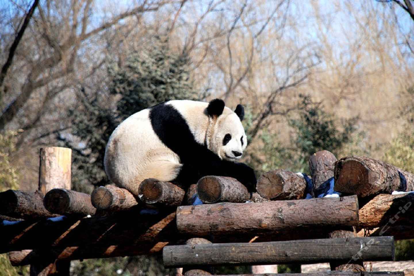 tour the ancient and modern attractions of beijing by bus