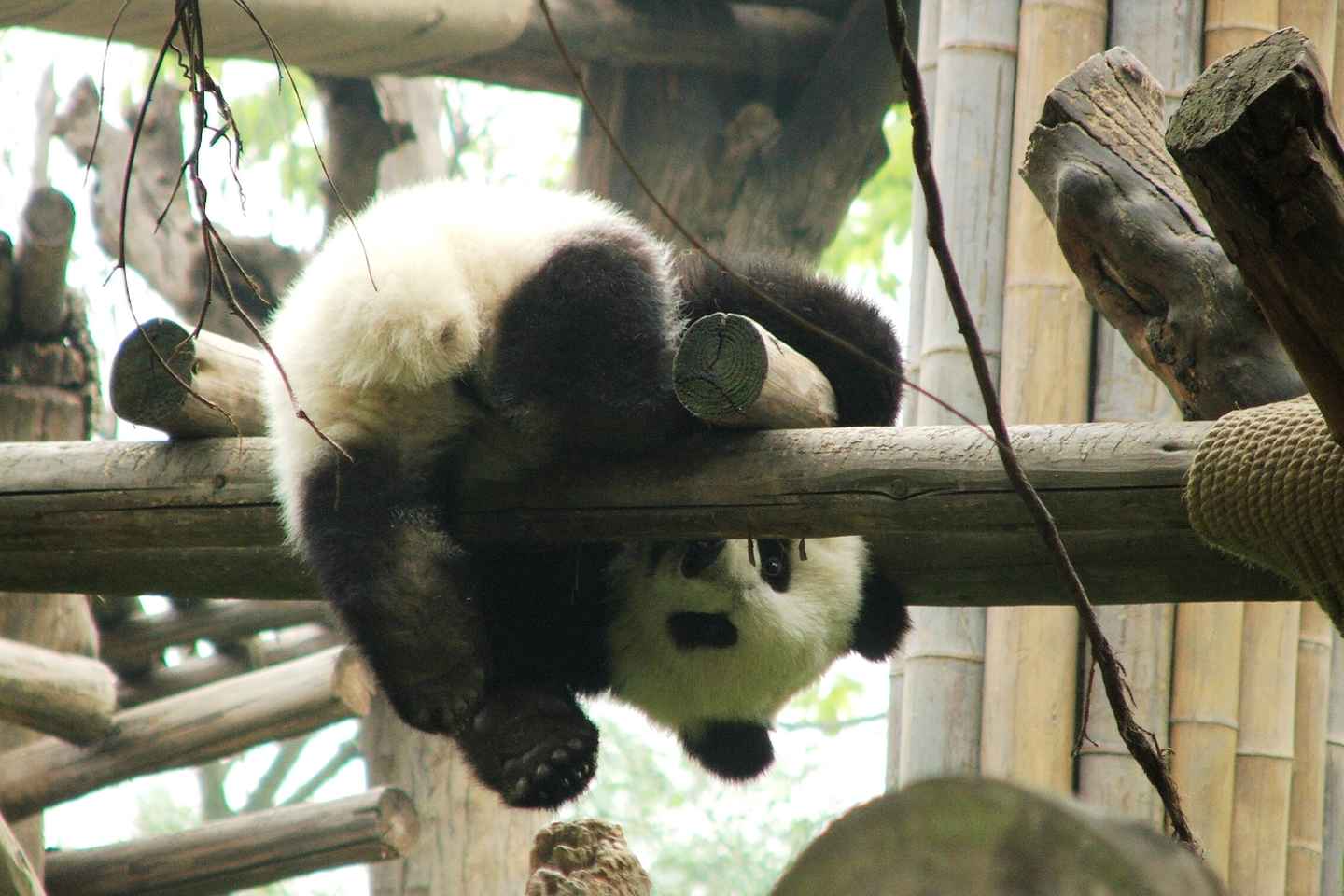 visit chengdu research base of giant panda breeding