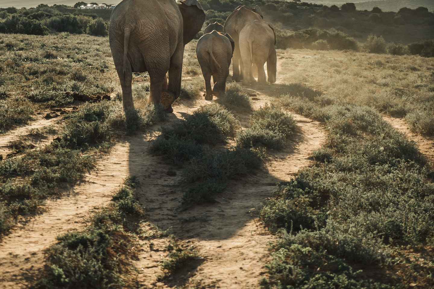 wildlife sanctuaries in south africa | addo elephant national park, port elizabeth
