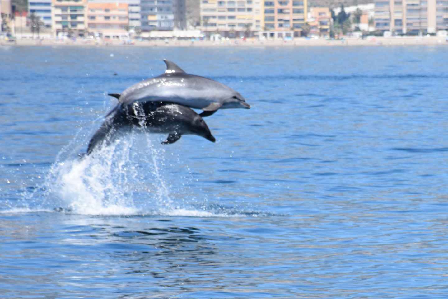things to do in benalmadena spain | hop aboard a dolphin sighting cruise by the sea