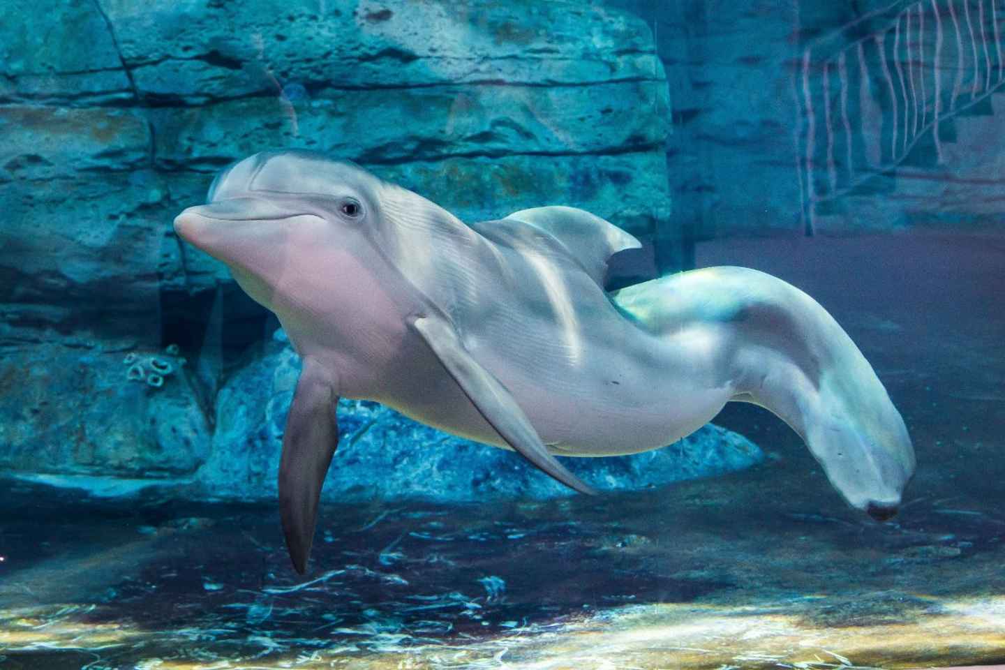 things to do in indian rocks beach florida | clearwater marine aquarium