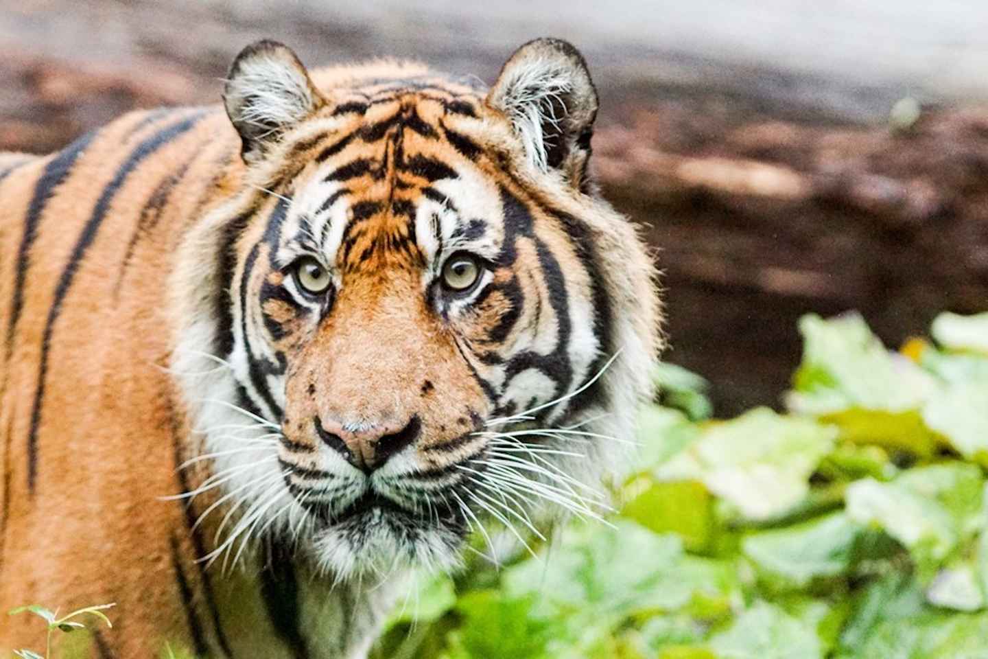 london zoo