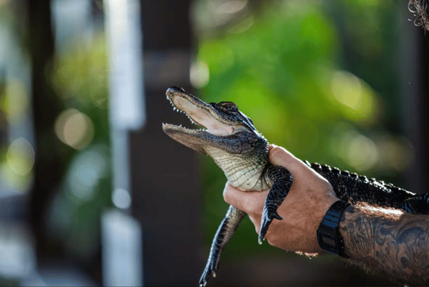 Everglades: Sawgrass Park Reptile Exhibit Private Tour