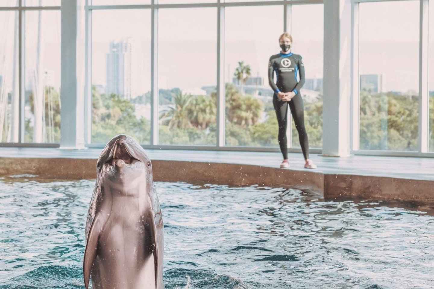 things to do in indian rocks beach florida | clearwater marine aquarium