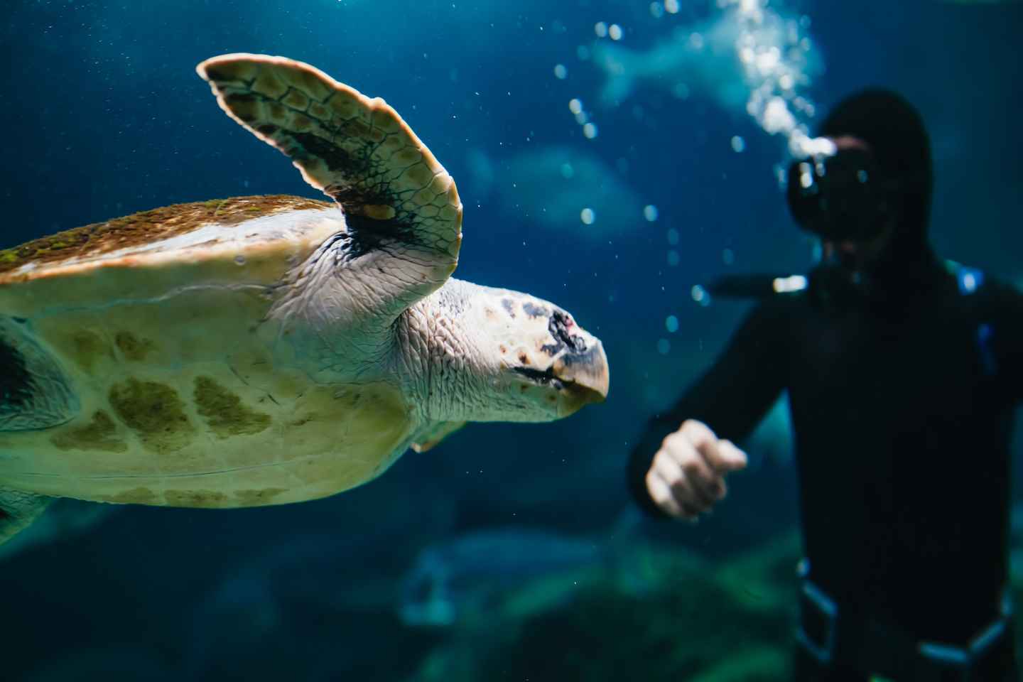 things to do in heraklion greece | meet the underwater creatures at cretaquarium thalassocosmos