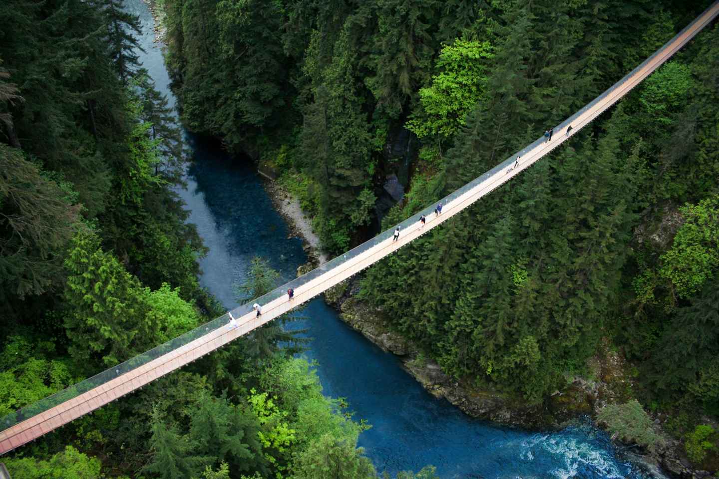 summer holidays in canada | step on a thrilling cliff walk on the capilano suspension bridge