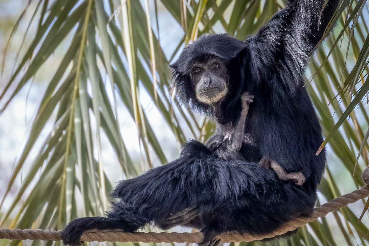 things to do alone in phoenix | phoenix zoo, a sanctuary for over 3,000 animals