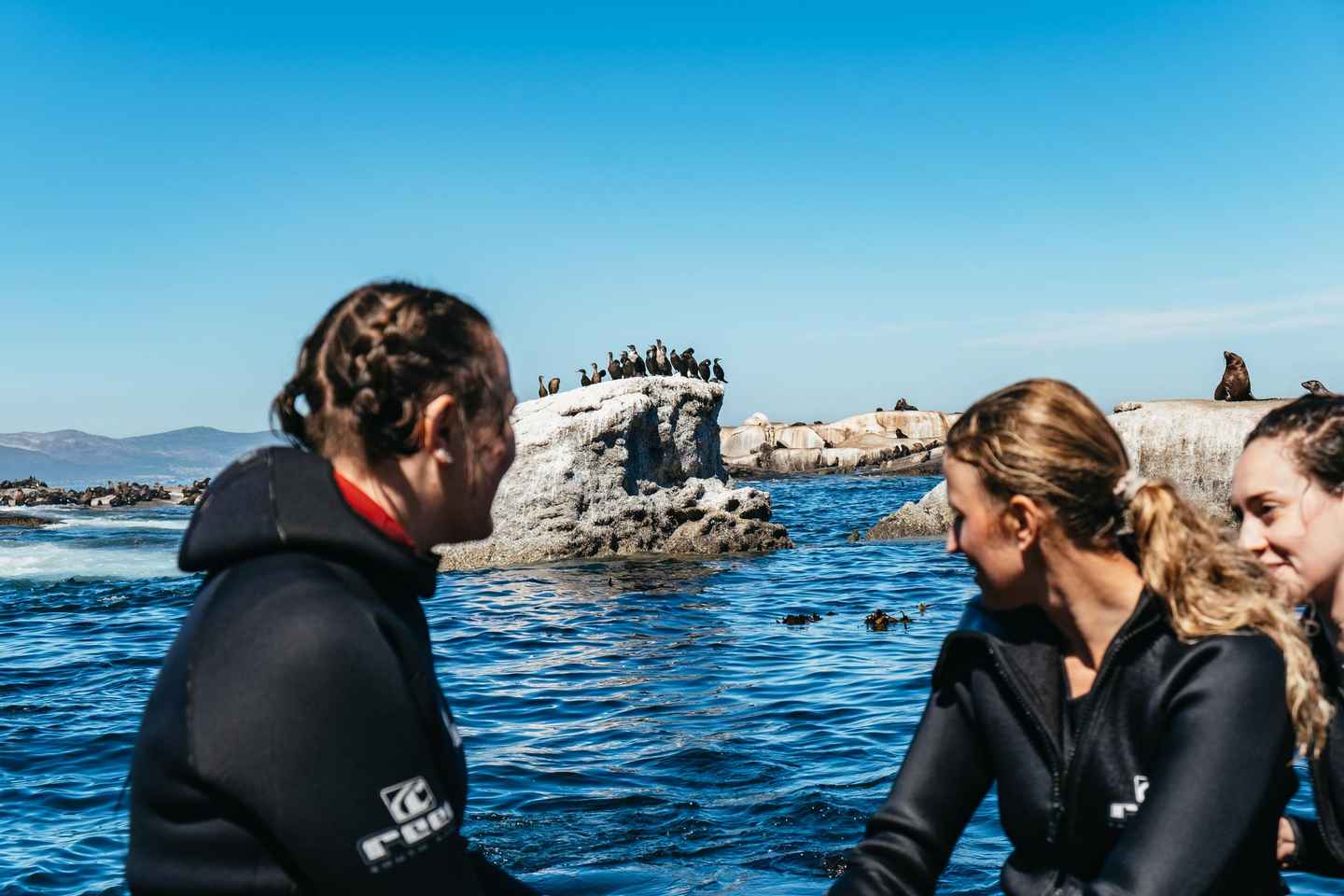 get your guide kapstadt | hout bay: seal snorkeling experience