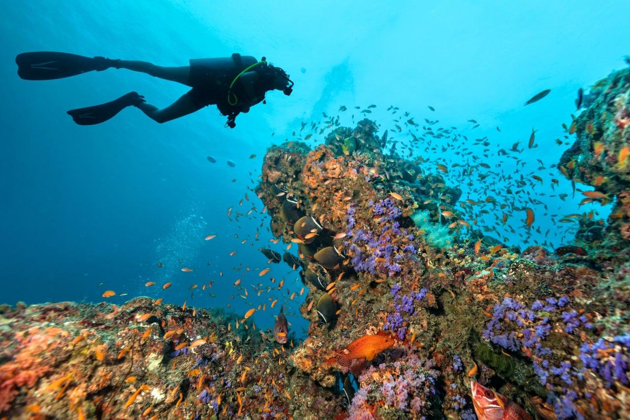 Phi Phi Diving Experience