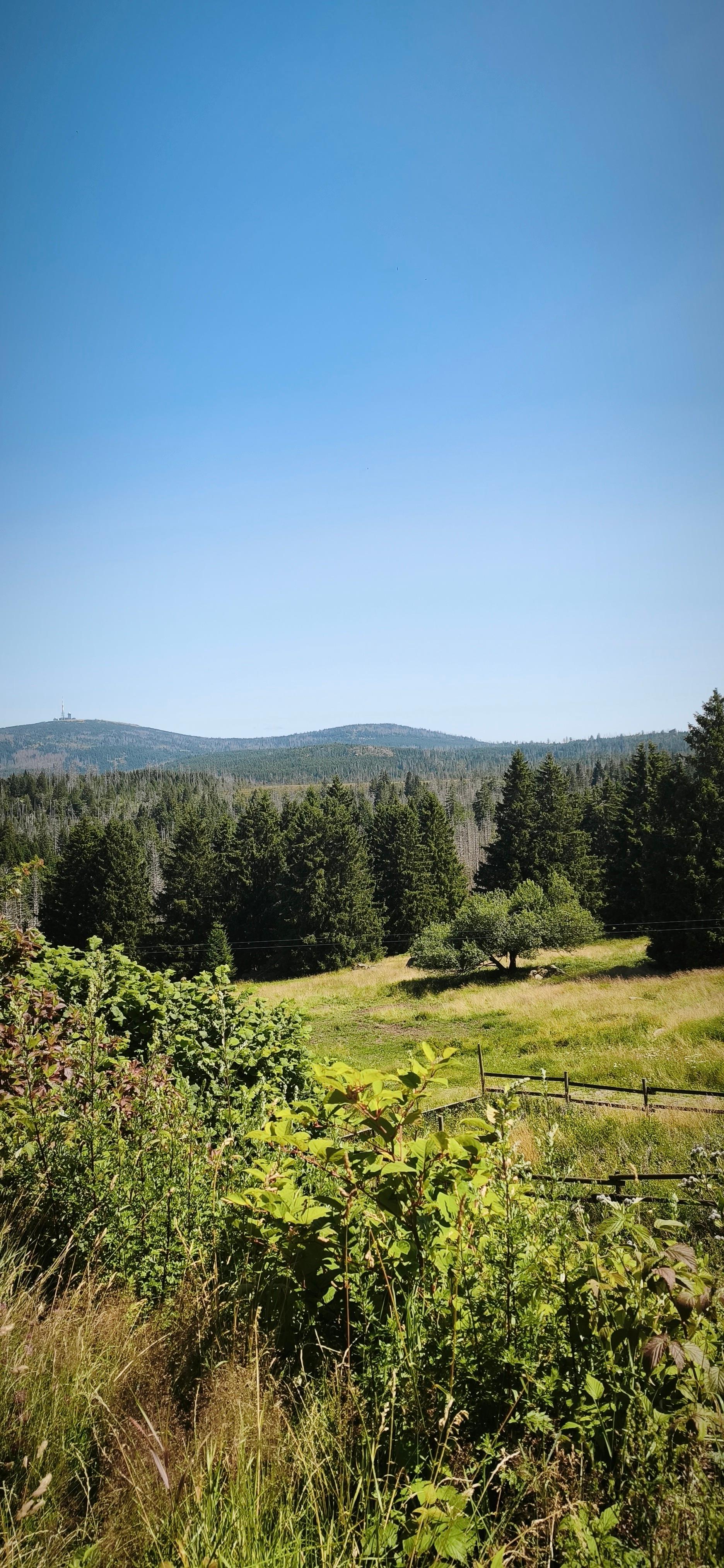 Blick über eine Waldlichtung zum fernen Bergpanorama im Harz
