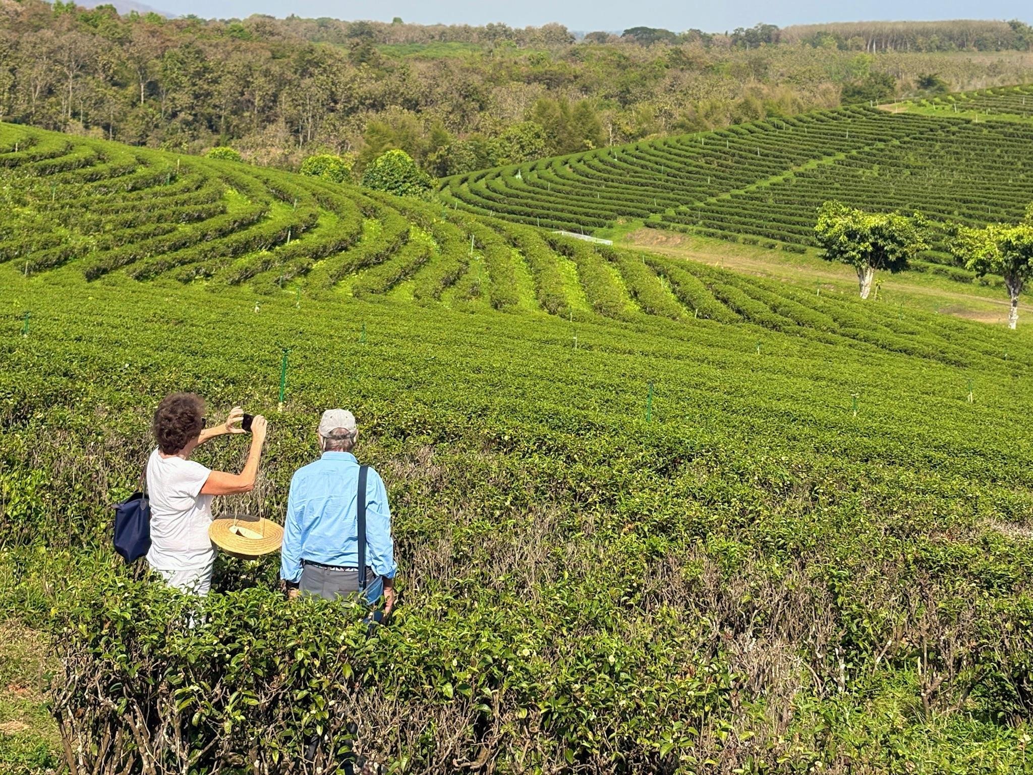 Chiang Rai Full-Day Highlights: Temples, Culture & Golden Triangle