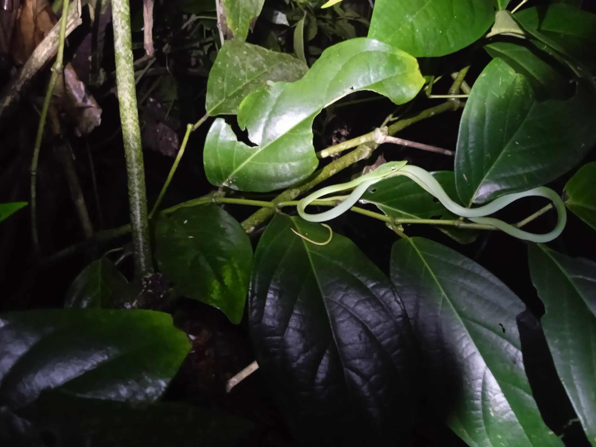 Tortuguero National Park Canoe Wildlife Tour