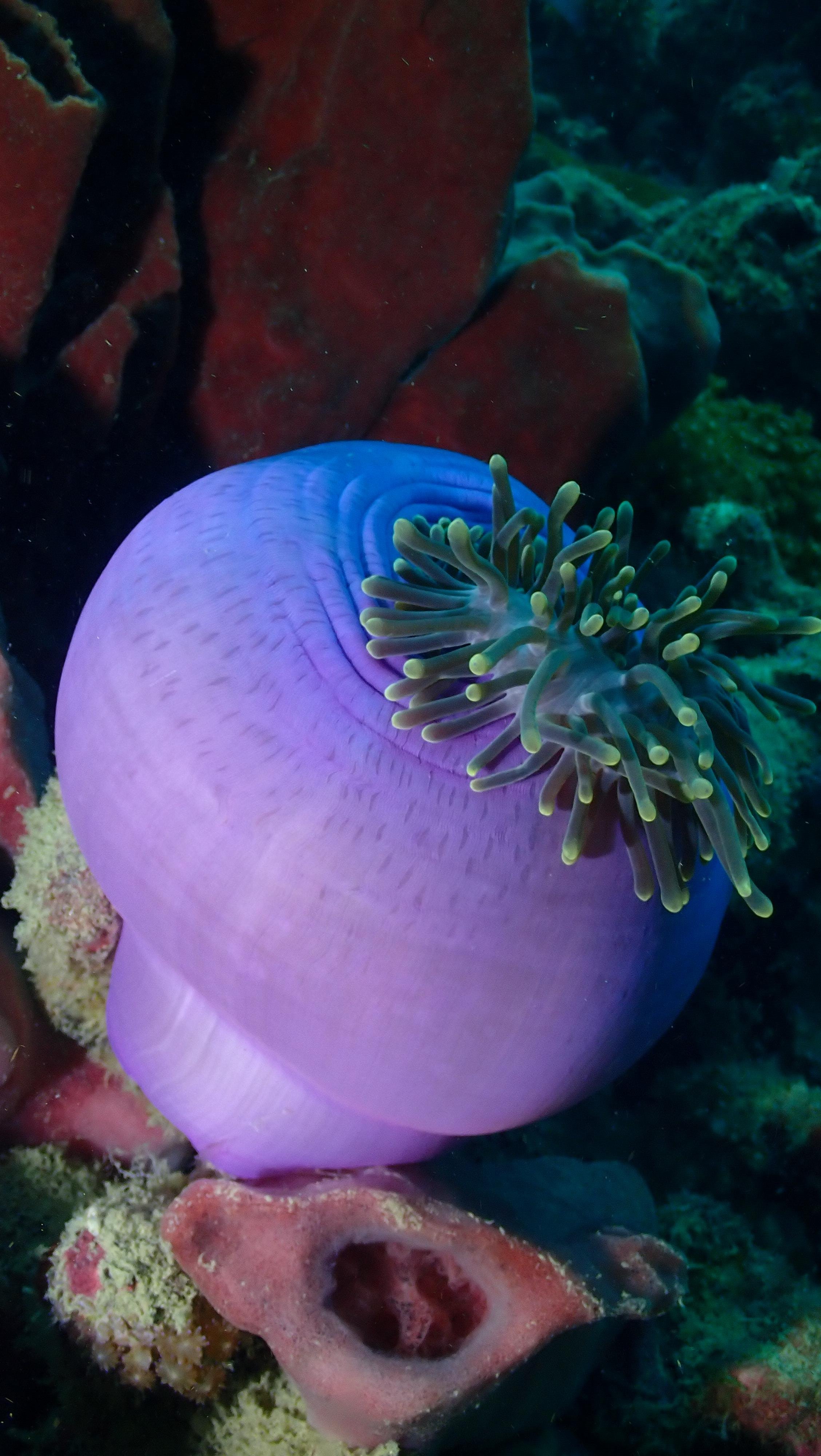 Koh Phi Phi Certified Diver Fun Dive Experience