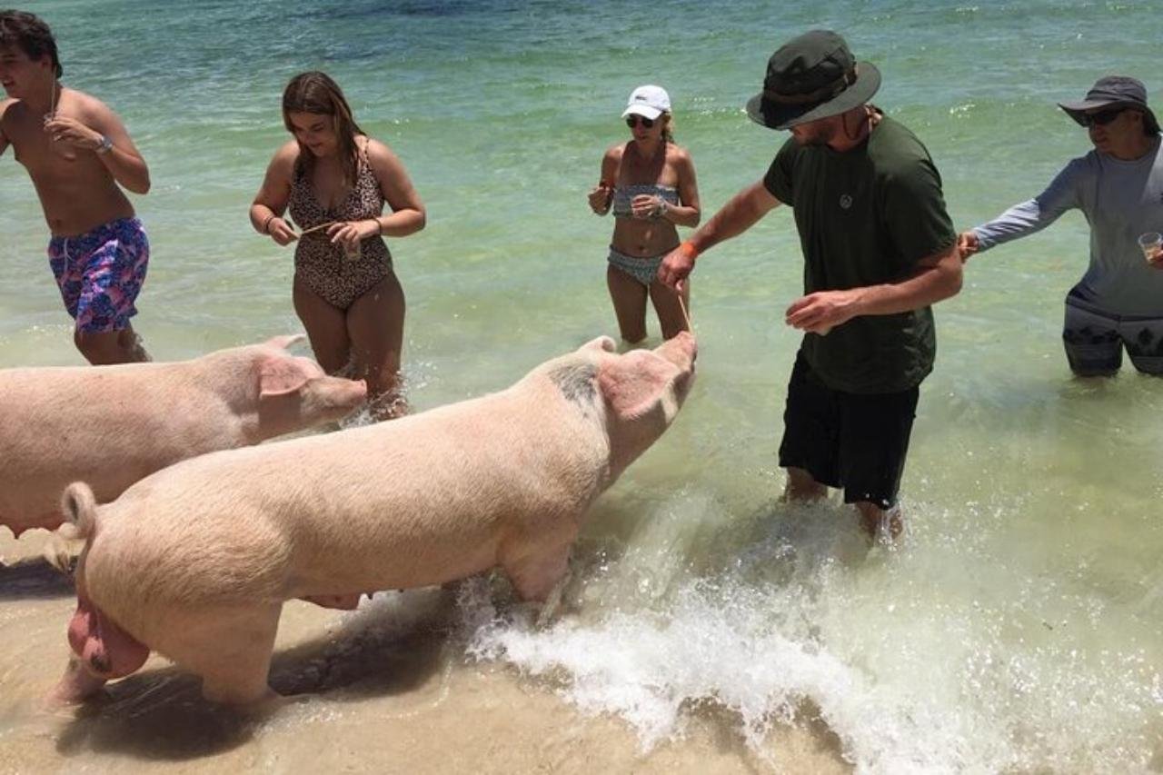Nassau Private Pig Beach & Snorkeling Excursion