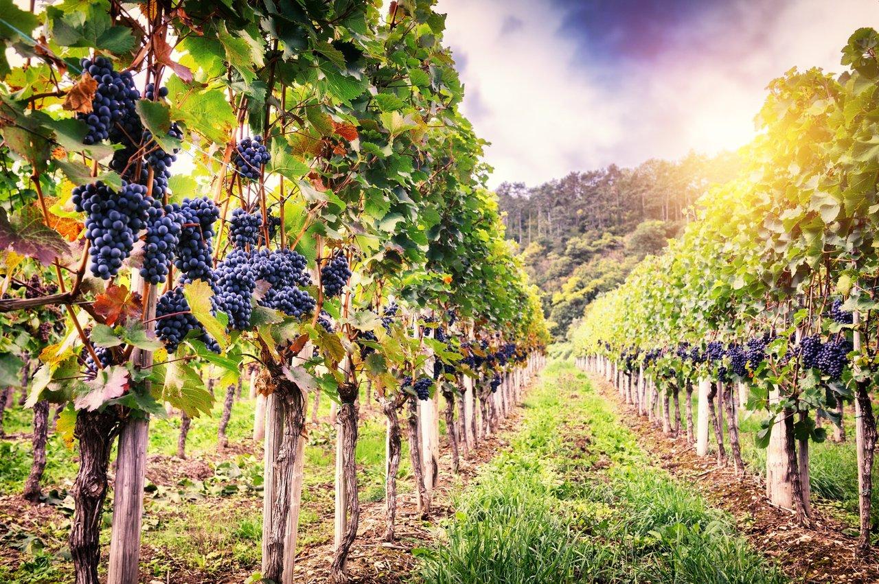 Franciacorta Sparkling Wine Tasting Tour from Milan