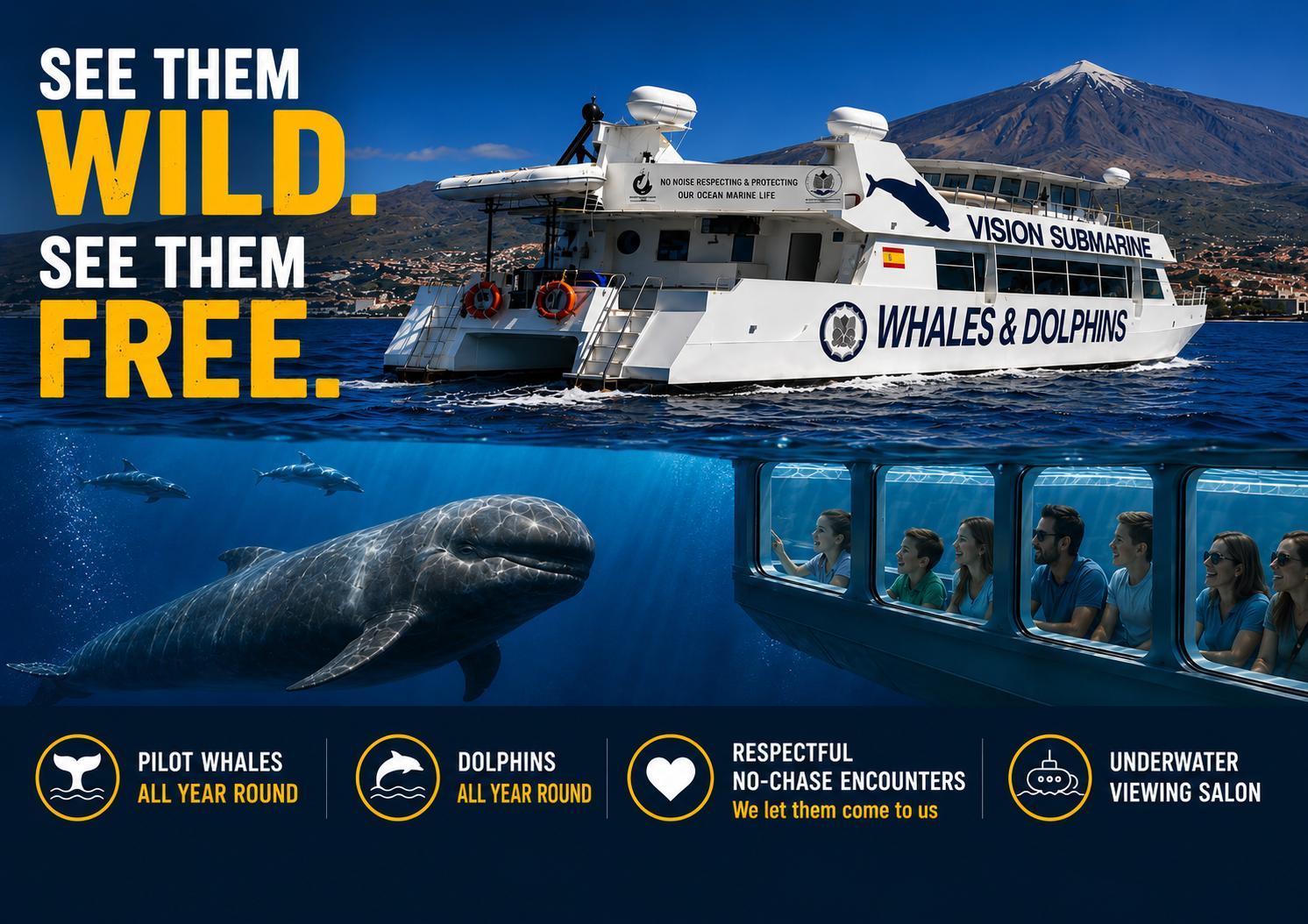 Respectful Whale & Dolphin Watching with Underwater Viewing