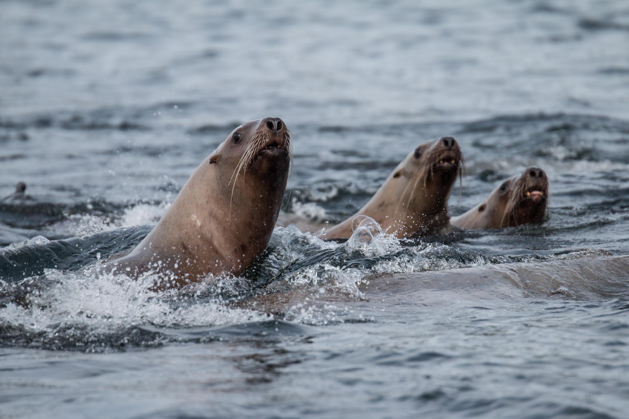 whale watching in Sitka — photo 5