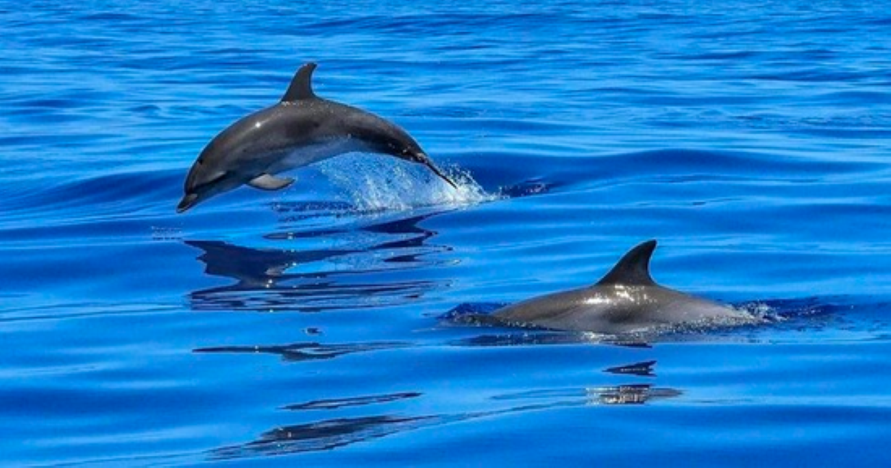 Private Dolphin & Snorkeling Adventure to Shell Key