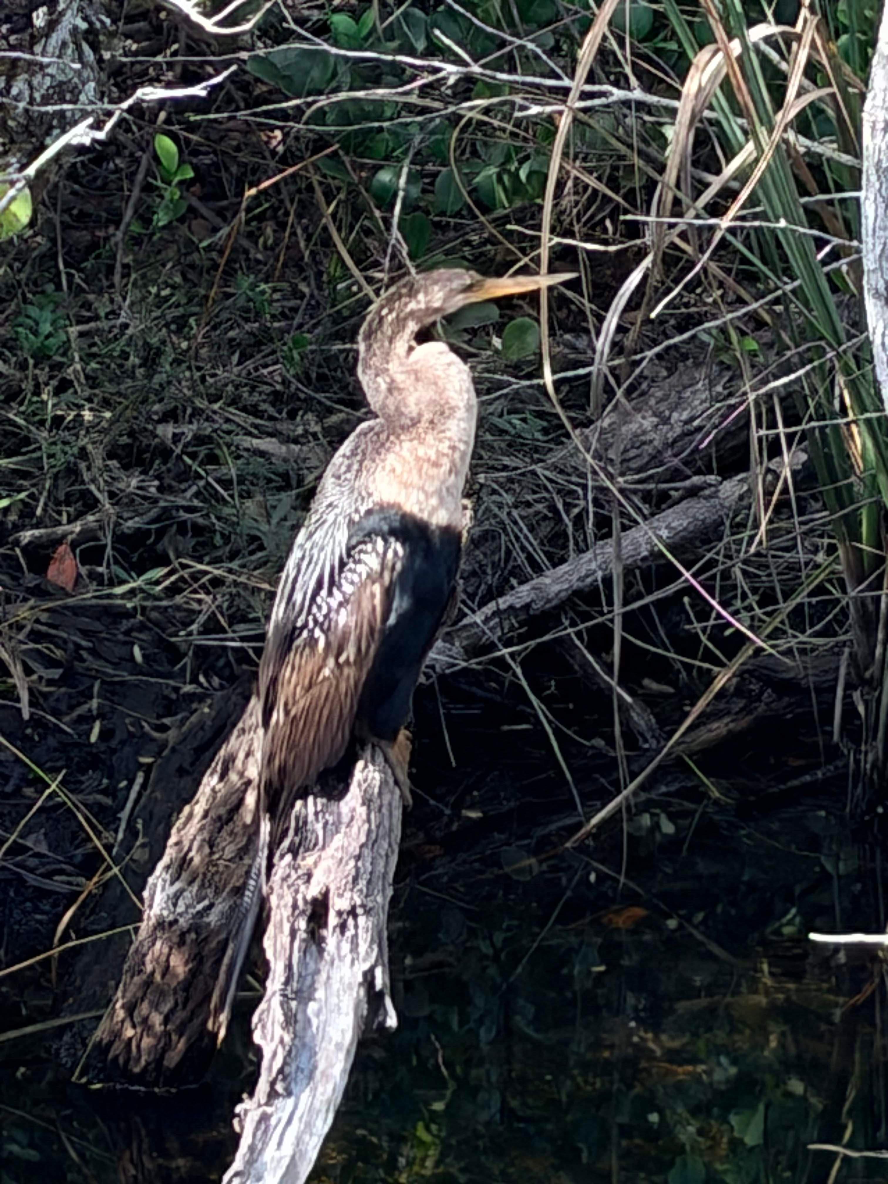 Everglades E-Bike & Wildlife Expedition from Miami