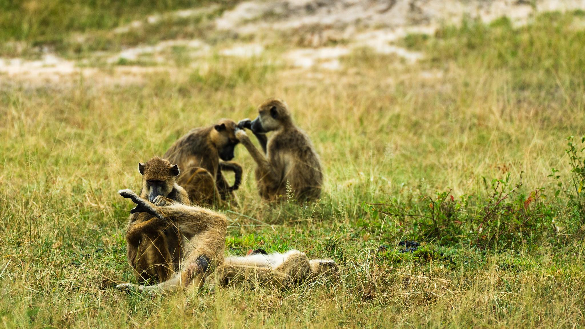 Zanzibar to Selous: Full-Day Safari with Bush Lunch (+ 2-Day Option)