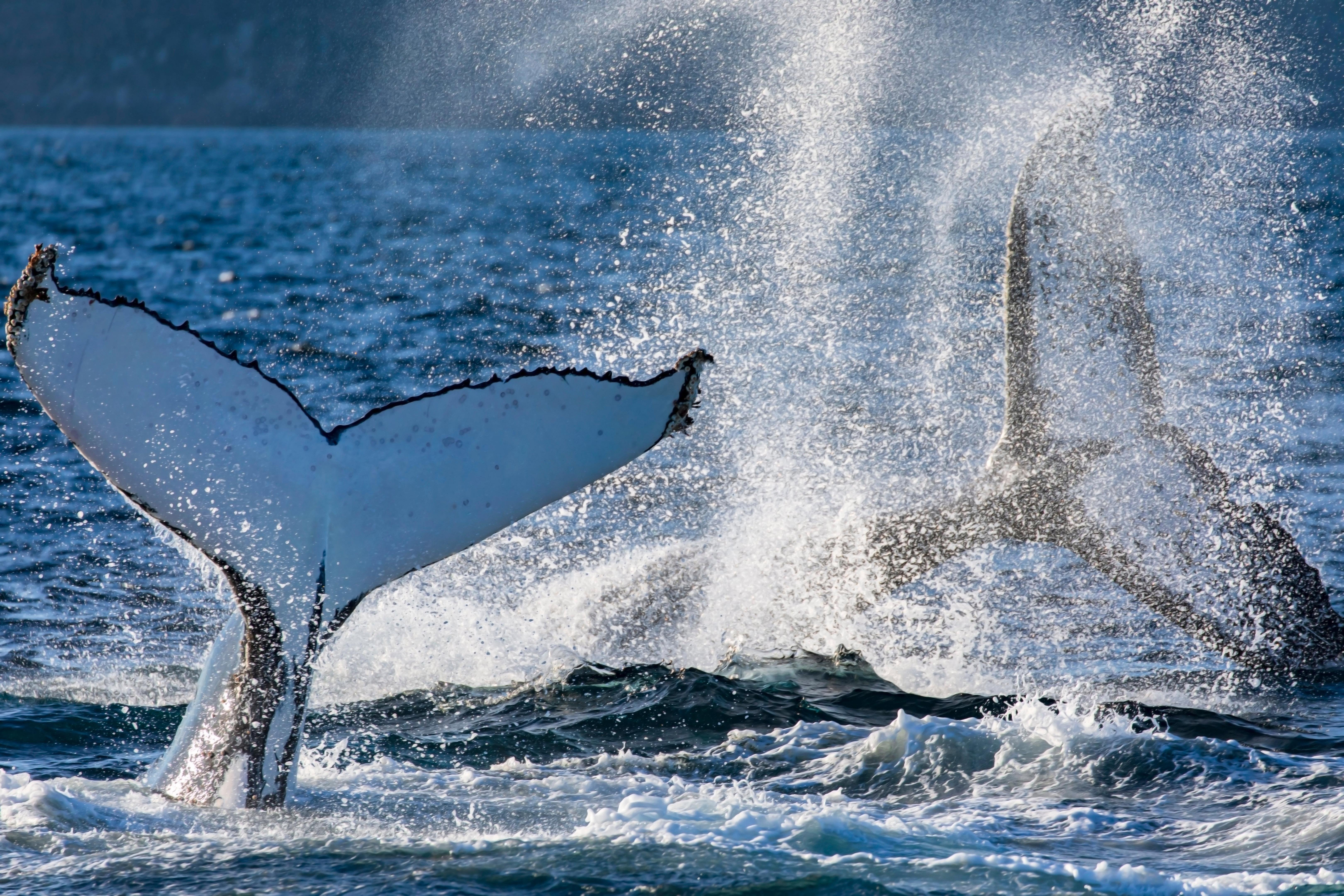 Sydney whale watching cruise — humpback whales off Sydney Harbour Heads — image 6