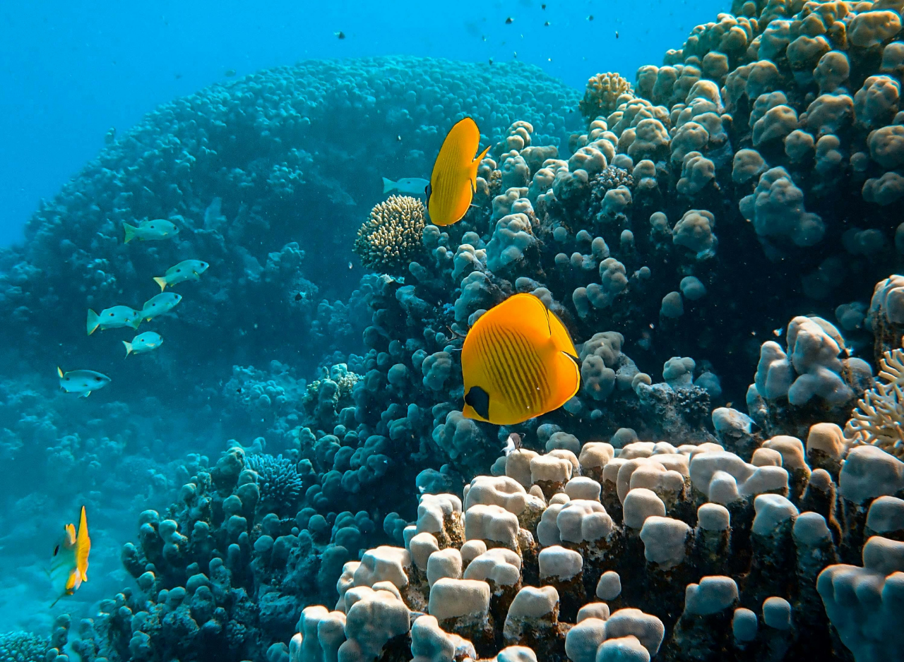 Zanzibar Dolphin Swim & Coral Reef Snorkel – Wildlife-First Half-Day Tour