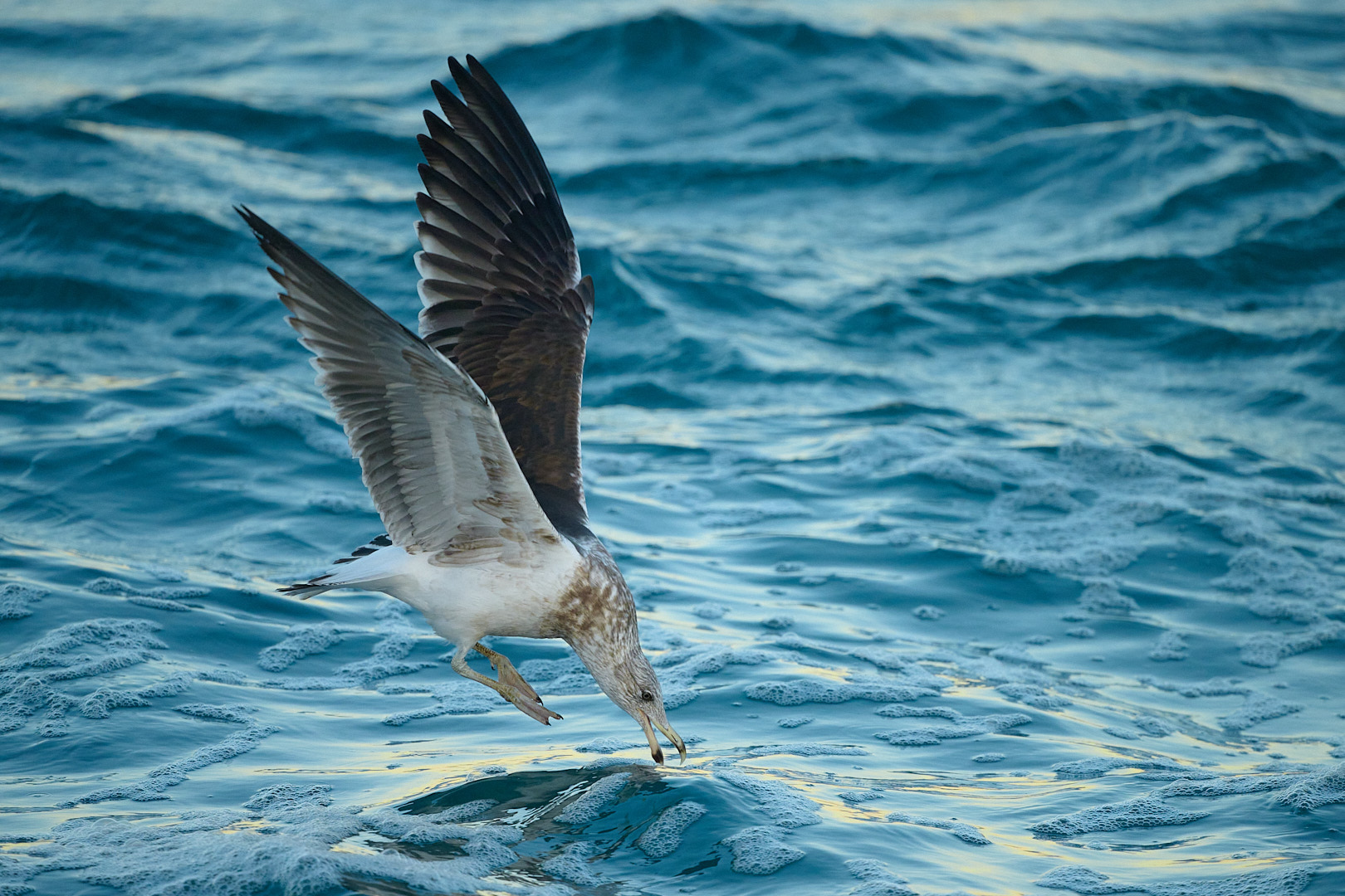 South Island guided tour photo — image 9