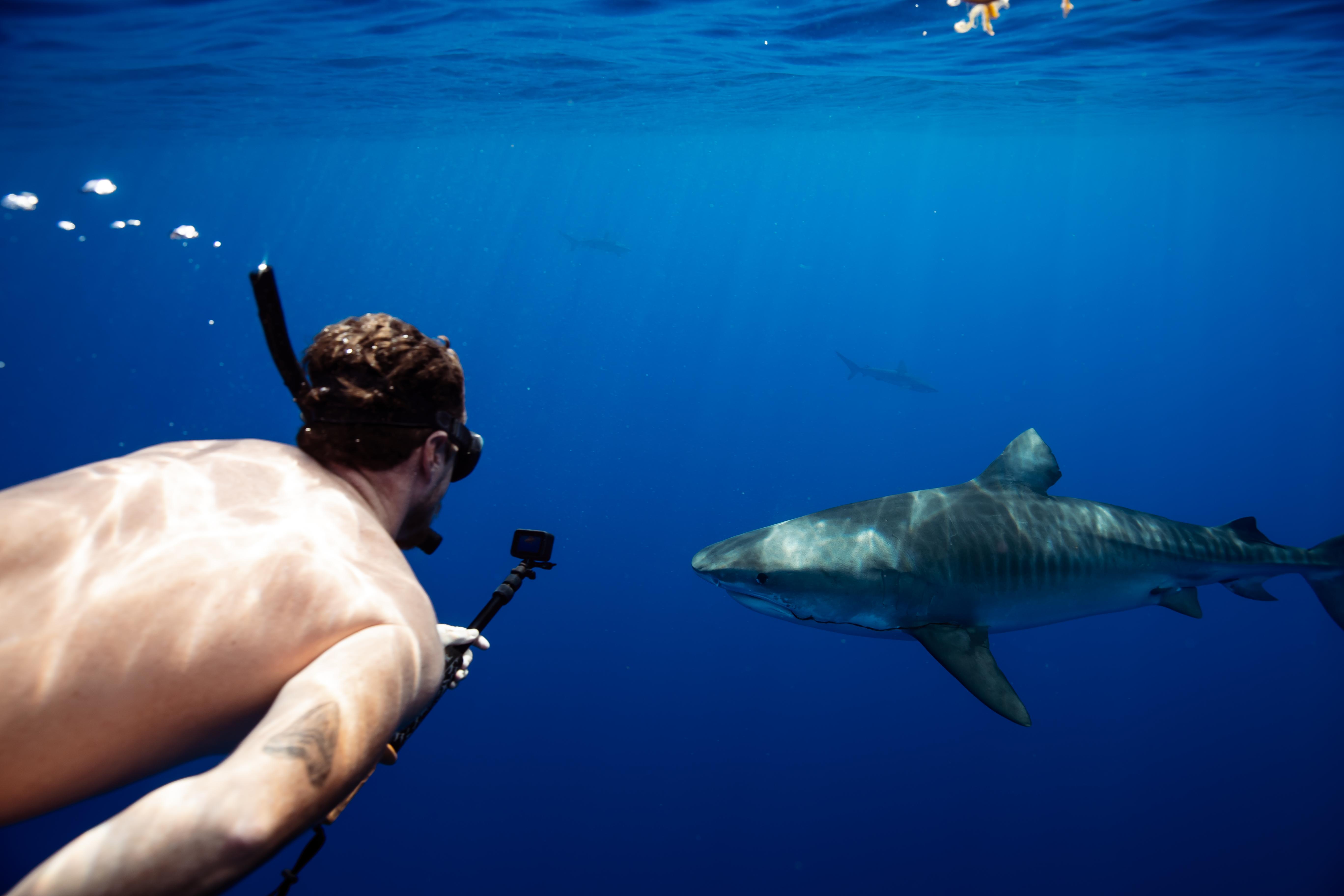 Haleiwa Open Water Shark Snorkel Adventure