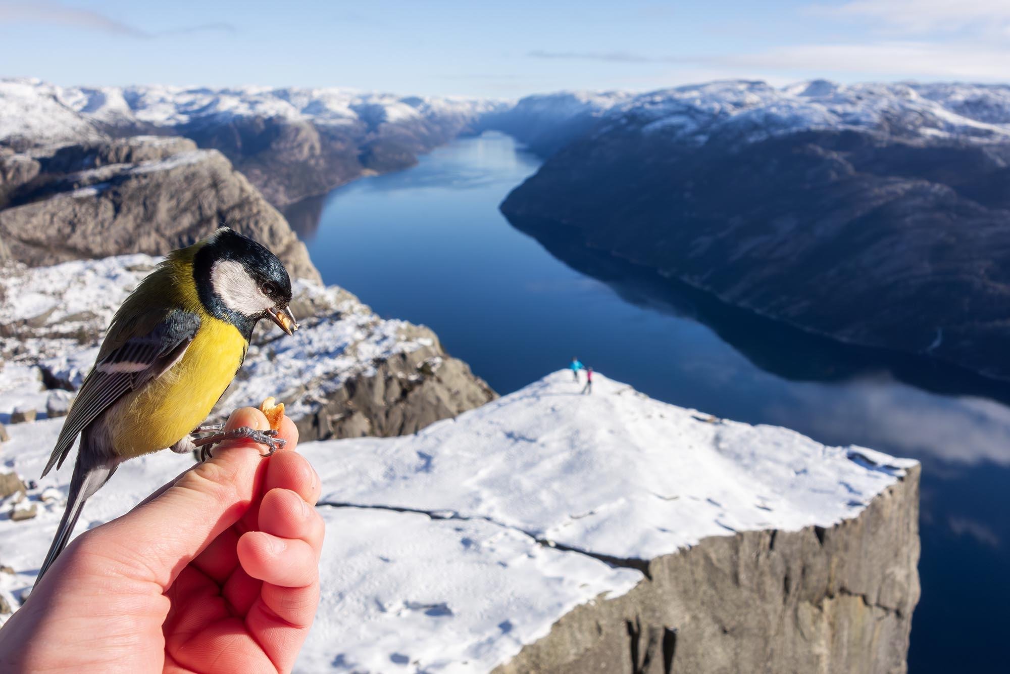 Preikestolen Winter Hike with Guide & Post-Trek Meal
