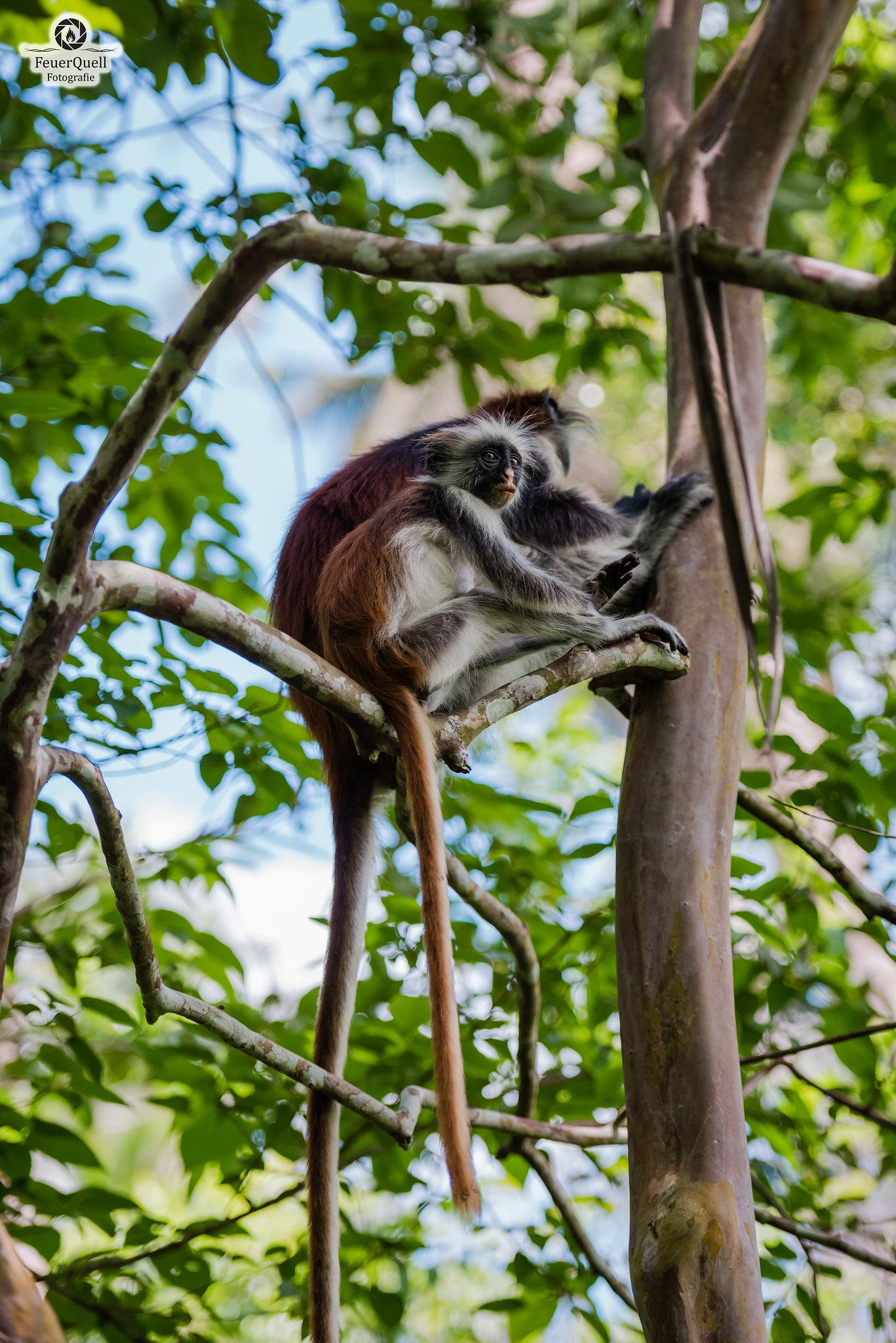 Zanzibar Hidden Gems: Secret Beach, Kuza Cave & Jozani Forest