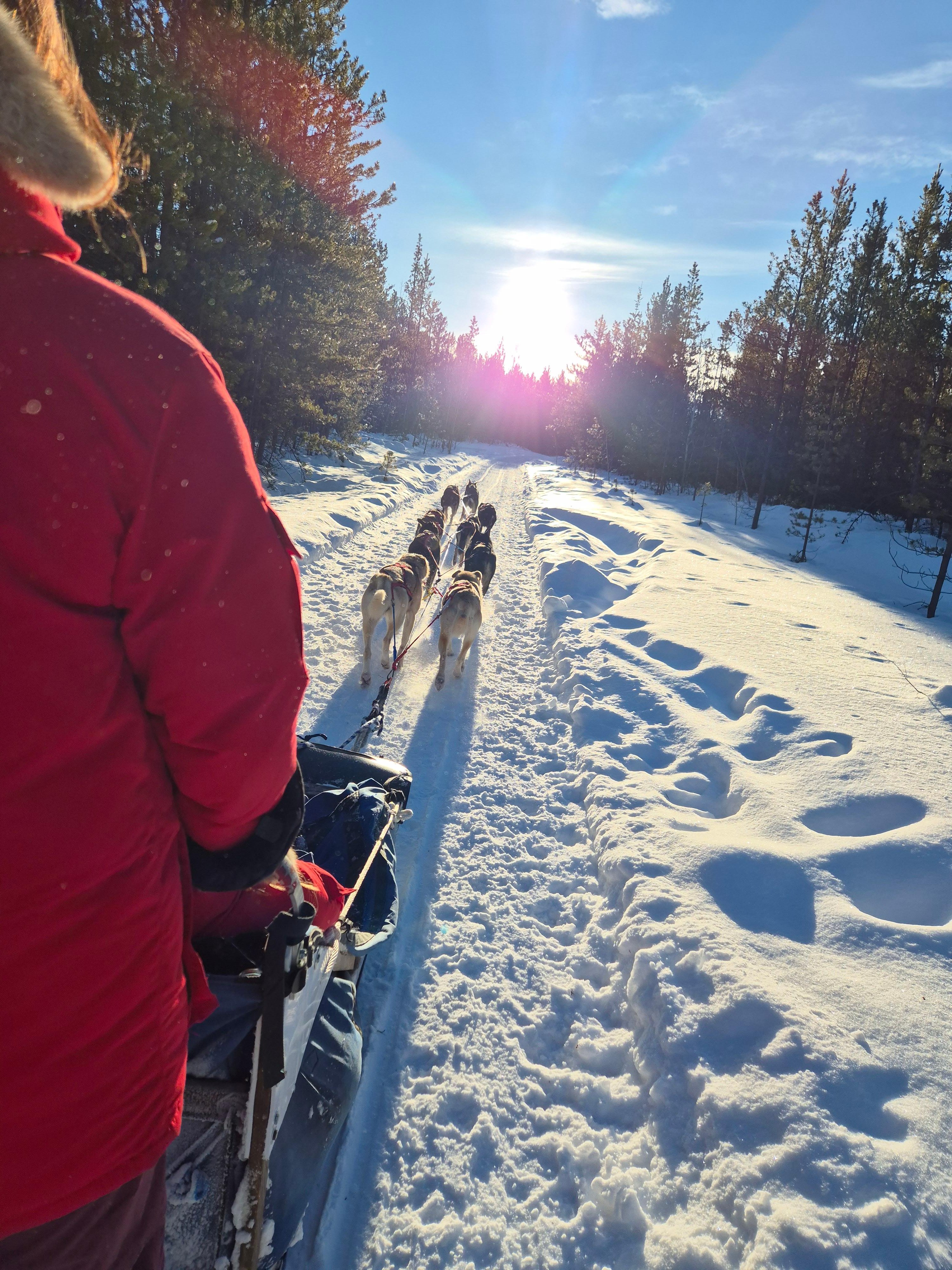 Whitehorse Dog Sledding Adventure with Professional Musher